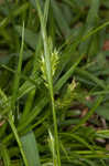 Asian shortstem sedge